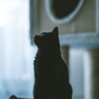 黒猫